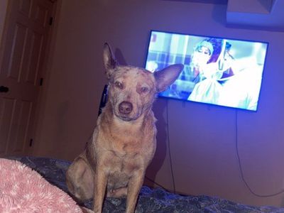 female heeler