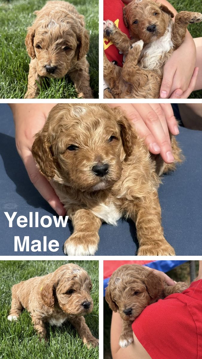 Moyen poodle puppies!