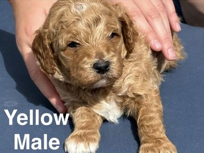 Moyen poodle puppies!