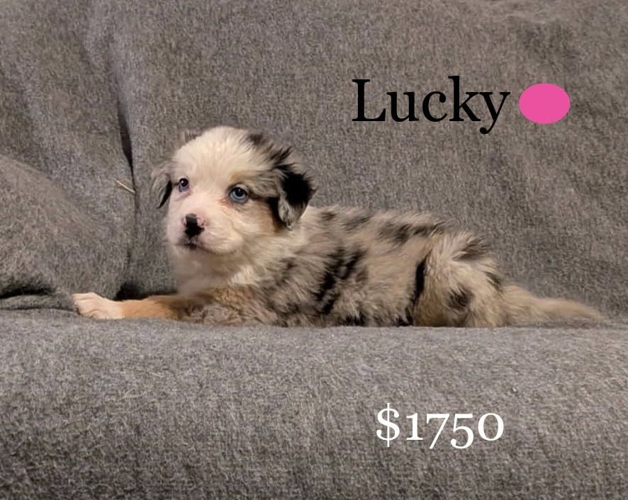 AKC Australian Shepherd / Border Collie Puppies