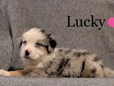 AKC Australian Shepherd / Border Collie Puppies