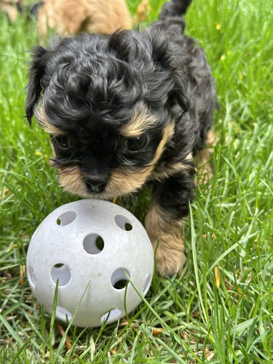 Extra Small Mini Micro Cavapoo Puppy