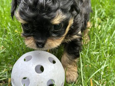 Extra Small Mini Micro Cavapoo Puppy