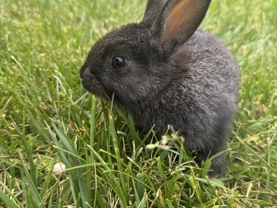 Baby Rabbits