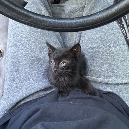Male kitten in need of good home