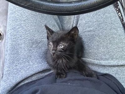 Male kitten in need of good home