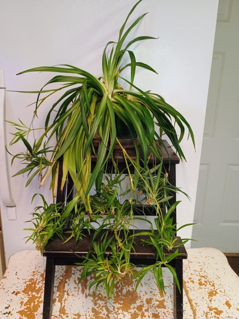 Large Spider plant with babies. 7" pot.