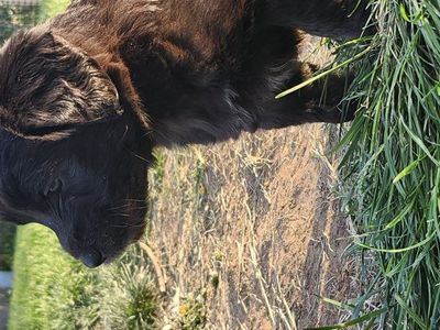 Golden Retriever Lab puppies*updated pics*
