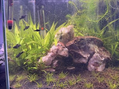 Black Mollys