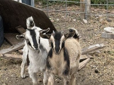 Nigerian Dwarf Doeling