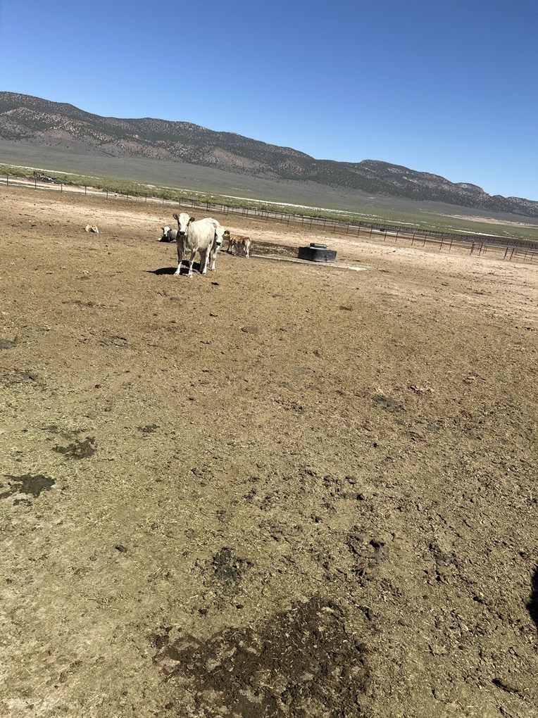 Piedmont  Cattle
