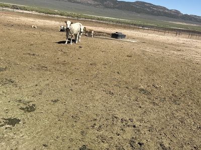 Piedmont Cattle