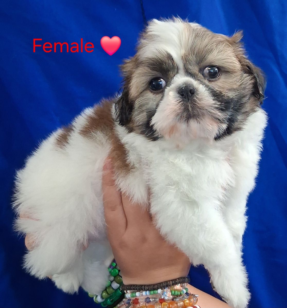 Shih Tzu puppies Female & Male purebred
