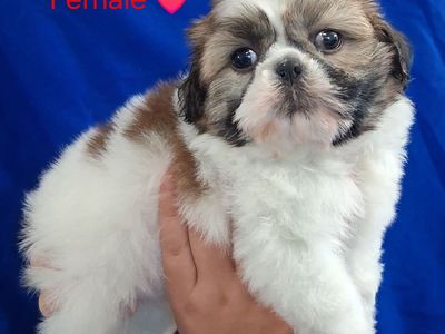 Shih Tzu puppies Female & Male purebred