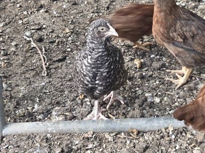 Barred Rock Chicken Pullet - Young Laying Hen - Farm Raised & Healthy