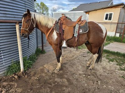 paint gelding