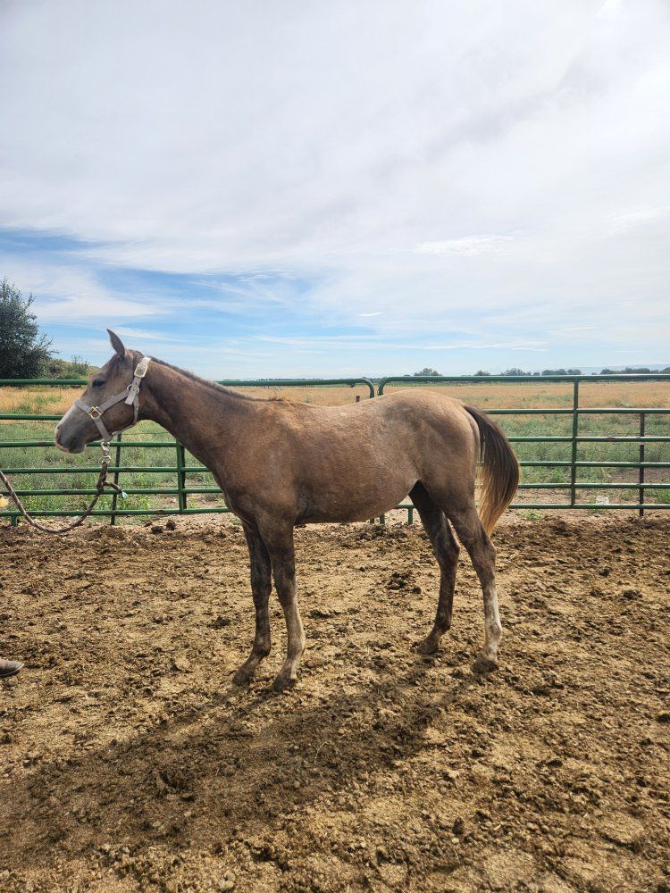 Yearling grade colts