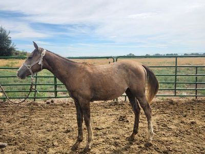 Yearling grade colts