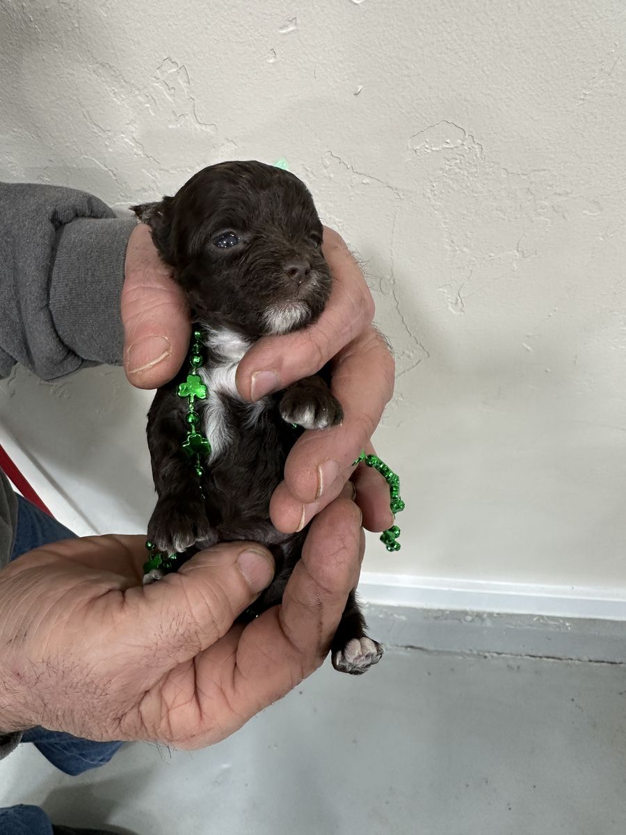 Yorkie-Chocolate Boy