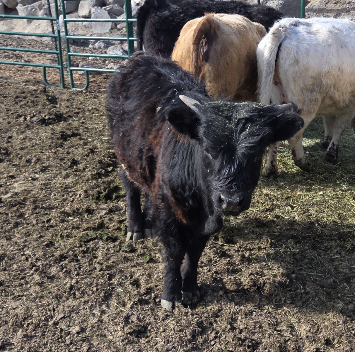 Belted Galloway Cross Bull