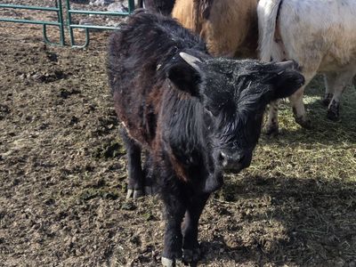 Belted Galloway Cross Bull