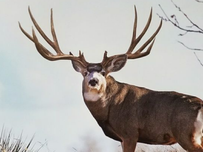 Bank top dollar for Huge Mule Deer sheds racks and mounts
