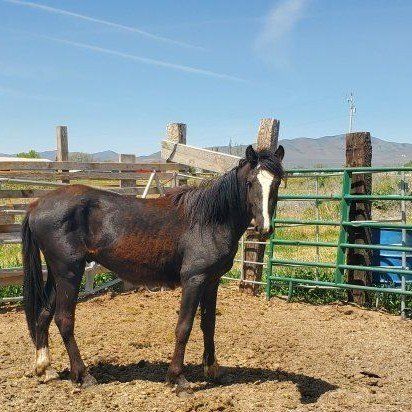 Yearling Colt.. 14 Hands