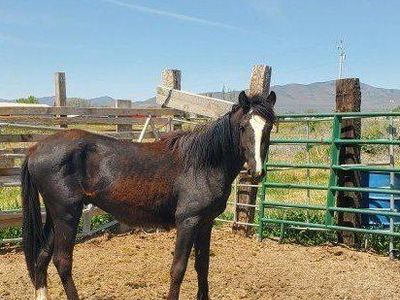 Yearling Colt.. 14 Hands