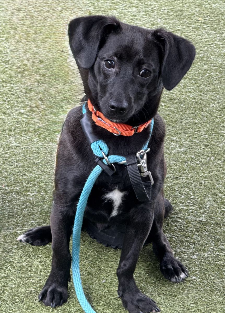 A164395 Pip, Available for Adoption