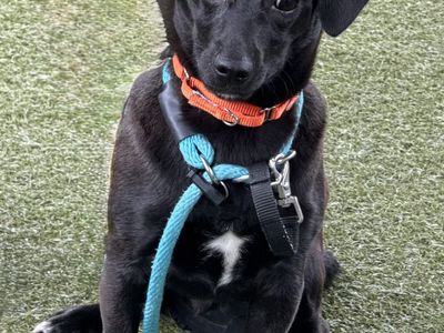 A164395 Pip, Available for Adoption