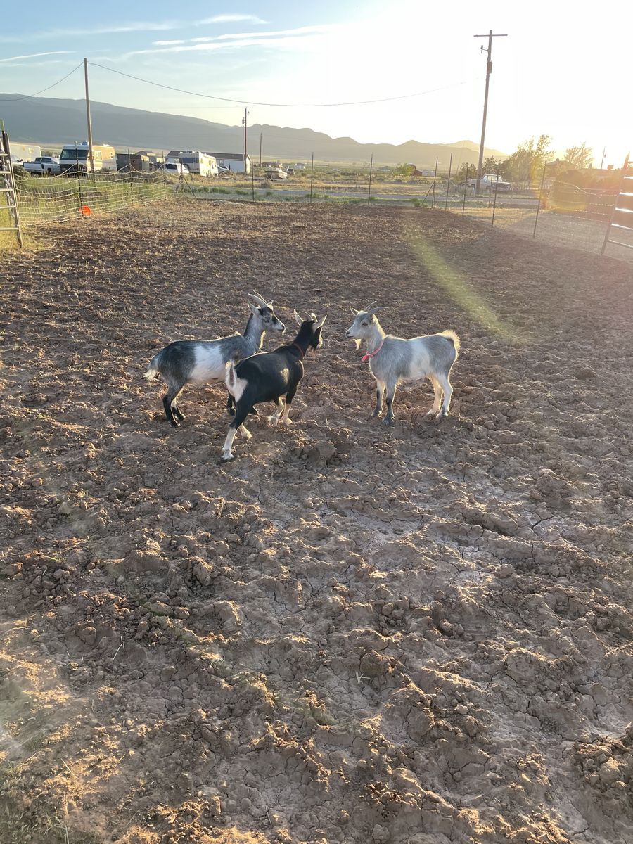 Nigerian Dwarf Doe Yearlings
