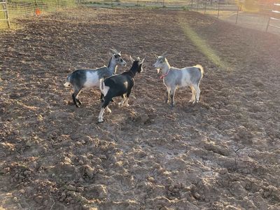 Nigerian Dwarf Doe Yearlings