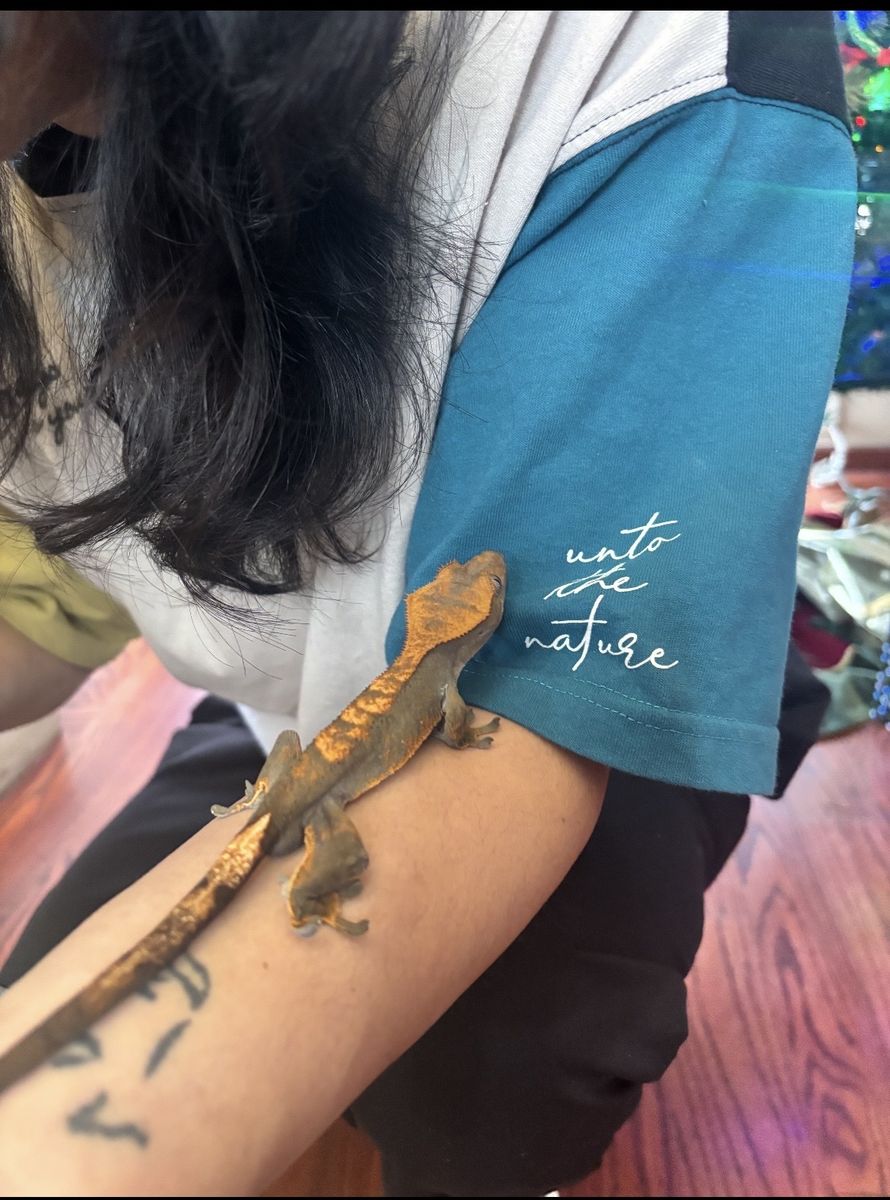 Crested Gecko