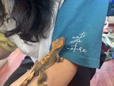 Crested Gecko