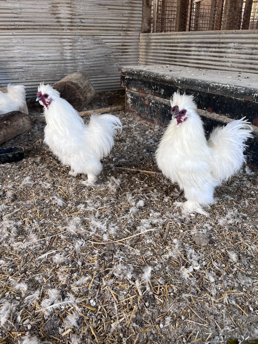 5 Silkie Toosters