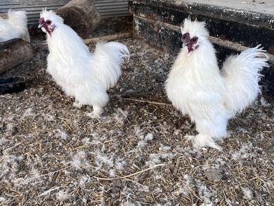 5 Silkie Toosters