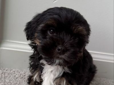 Tiny Hypoallergenic Shorkie Puppies — Vaccinated — $800