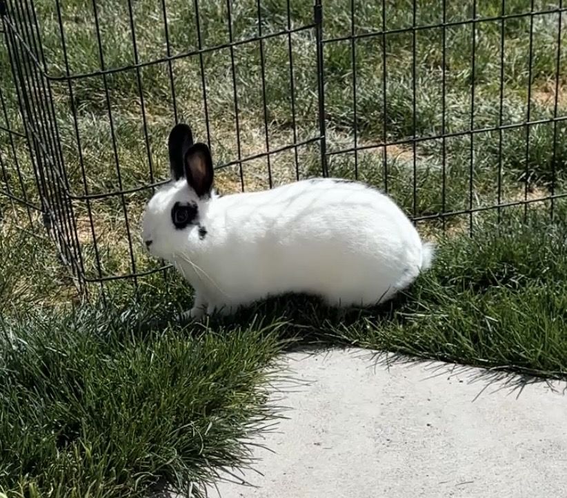 Female rabbit 
