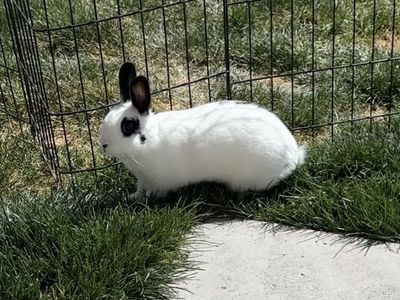 Female rabbit
