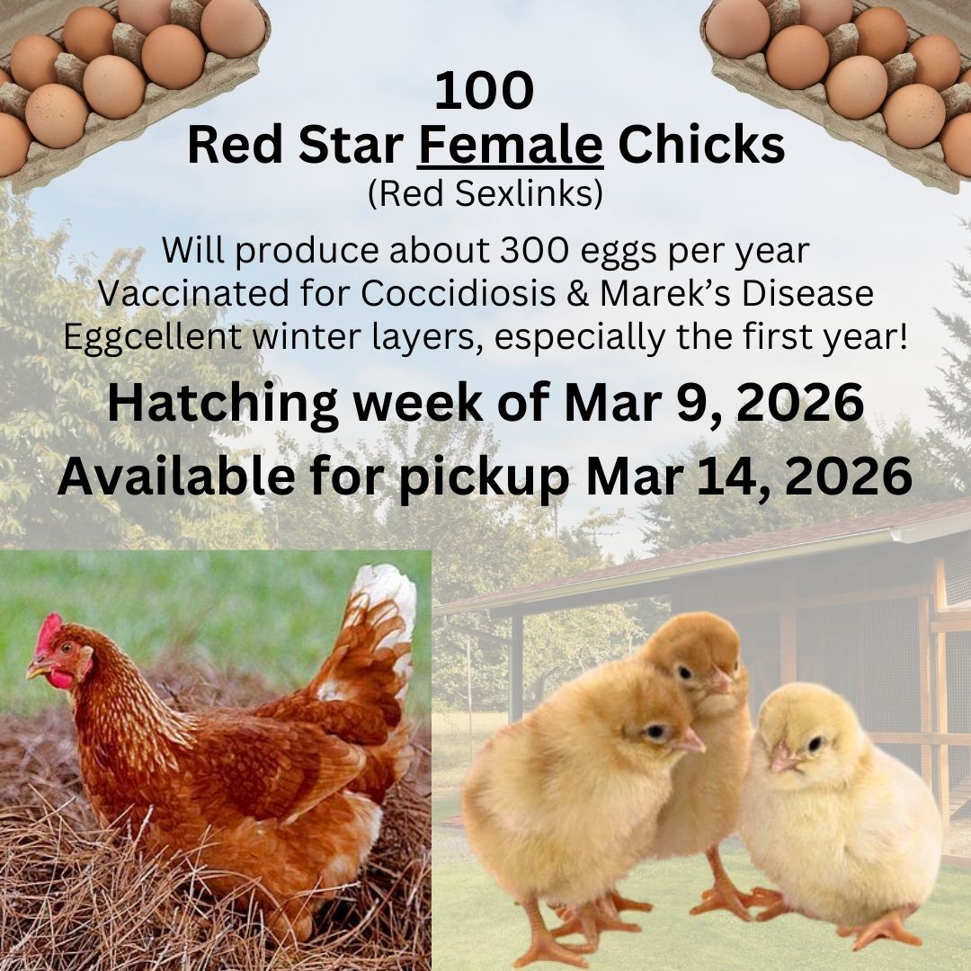 Reserve Your 2026 Red Star Female Chicks - March 14th Pickup