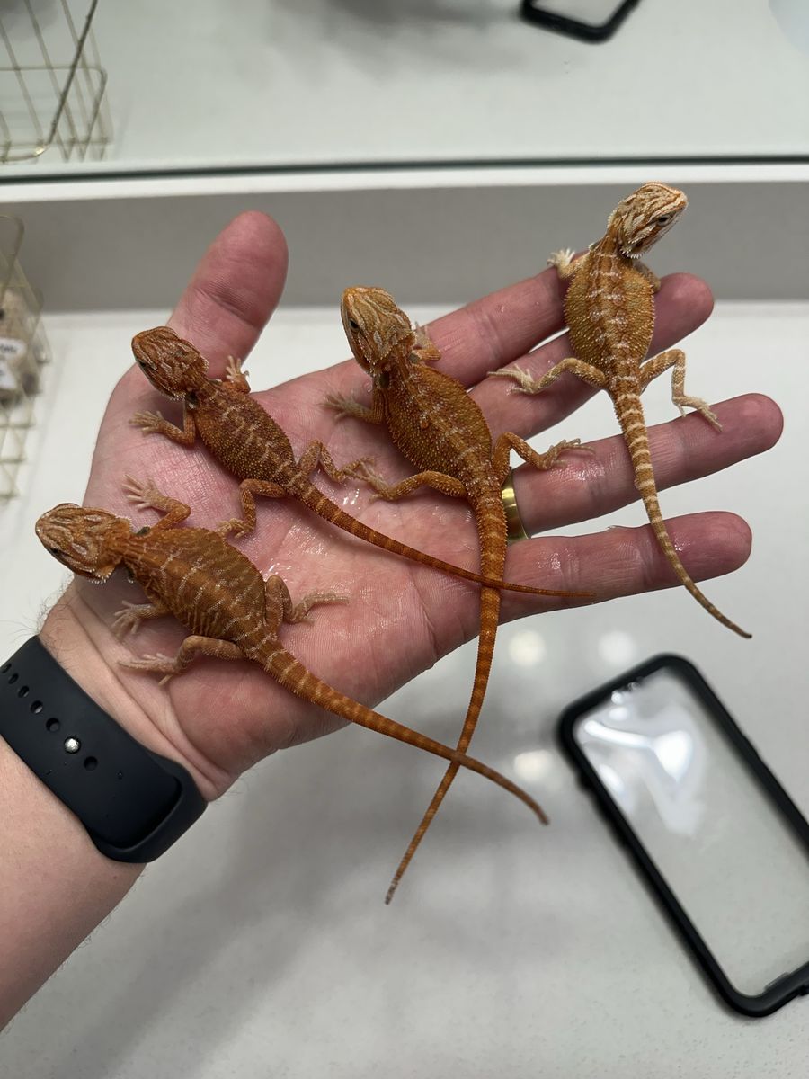 Bearded dragon babies!!