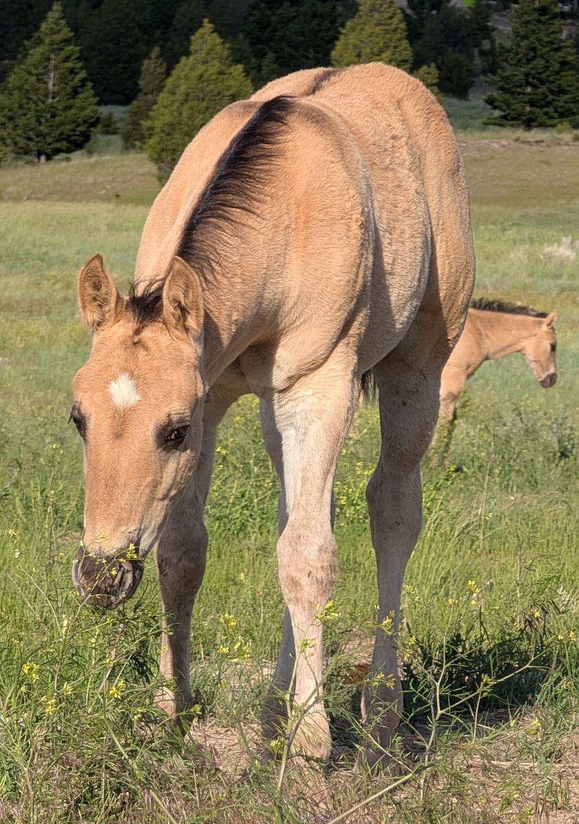 Homozygous Dun Grullo Stud AQHA weanling