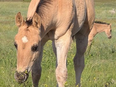 Homozygous Dun Grullo Stud AQHA weanling