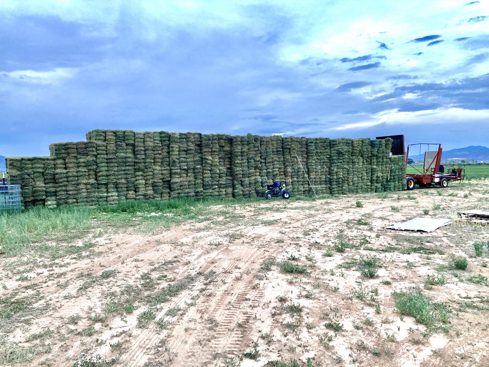 Grass / alfalfa mix   about  50/50