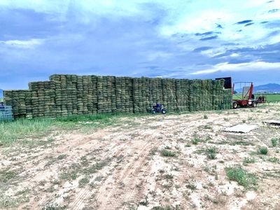 Grass / alfalfa mix about 50/50