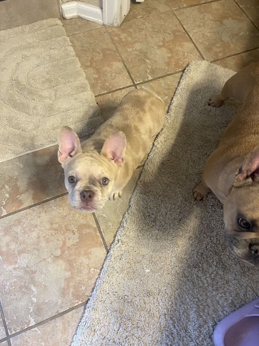 Purebred French bulldog puppy