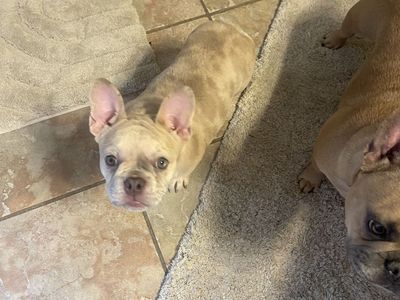 Purebred French bulldog puppy