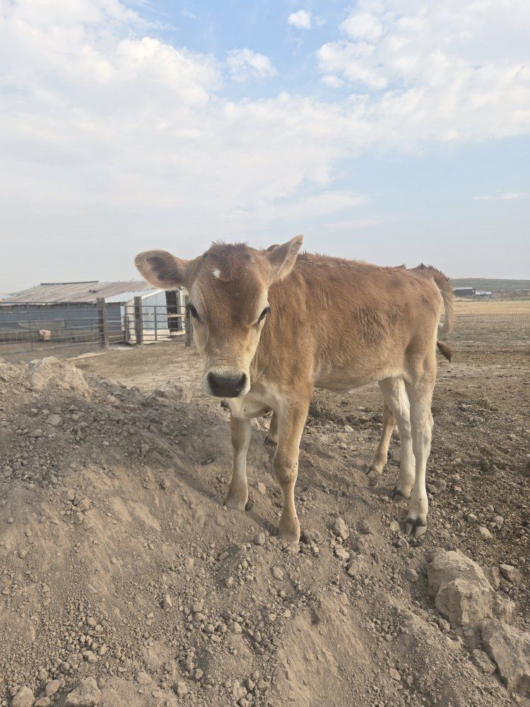 A2A2 Jersey Heifer