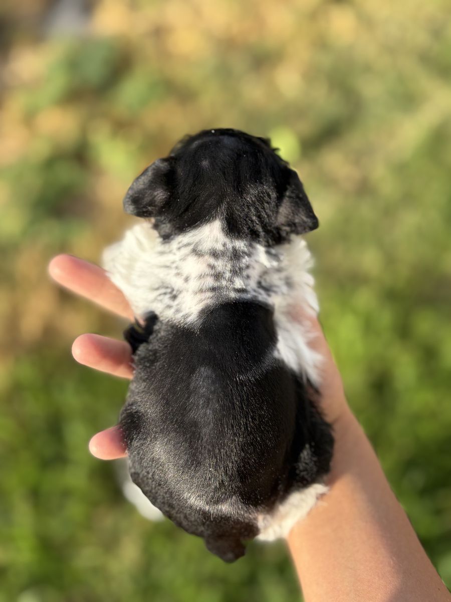 Male toy schnauzer full bred