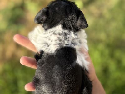 Male toy schnauzer full bred